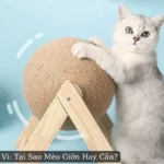 Mèo Giỡn Hay Cắn