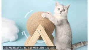 Giải Mã Hành Vi: Tại Sao Mèo Giỡn Hay Cắn?