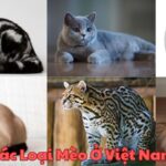 Các Loại Mèo Ở Việt Nam