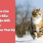 Dấu Hiệu Của Mèo Có Bầu Cách Nhận Biết Và Chuẩn Bị Cho Thai Kỳ