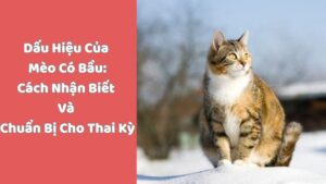 Dấu Hiệu Của Mèo Có Bầu: Cách Nhận Biết Và Chuẩn Bị Cho Thai Kỳ