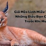 Giá Mèo Linh Miêu Tai Đen