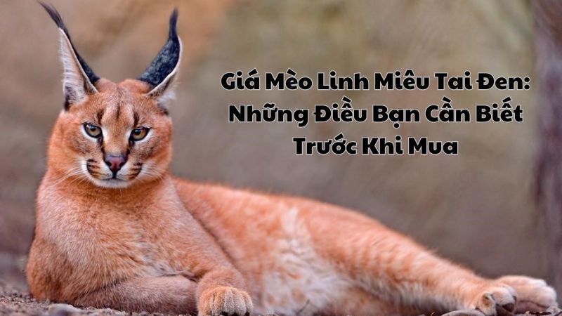 Giá Mèo Linh Miêu Tai Đen: Những Điều Bạn Cần Biết Trước Khi Mua