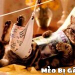 Mèo Bị Gãy Chân