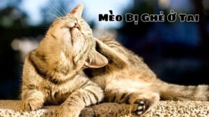 Mèo Bị Ghẻ Ở Tai: Triệu Chứng và Biện Pháp Khắc Phục