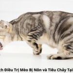 Cách Điều Trị Mèo Bị Nôn và Tiêu Chảy Tại Nhà