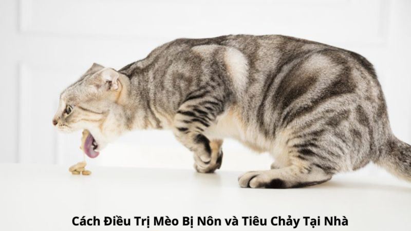 Cách Điều Trị Mèo Bị Nôn và Tiêu Chảy Tại Nhà