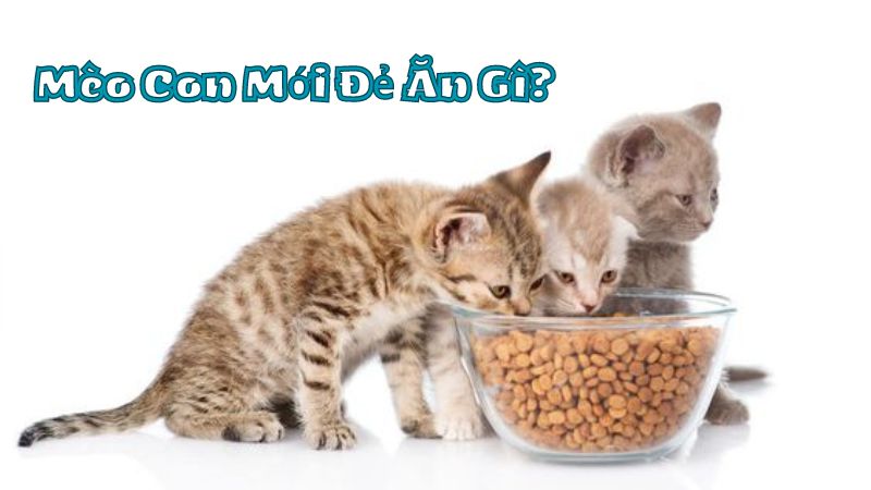 Mèo Con Mới Đẻ Ăn Gì Để Phát Triển Tốt Nhất? Hướng Dẫn Chăm Sóc Từ A Đến Z