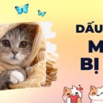 Dấu hiệu mèo bị ốm