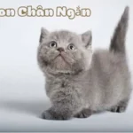 Mèo Con Chân Ngắn