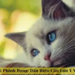 mèo con bị phình bụng