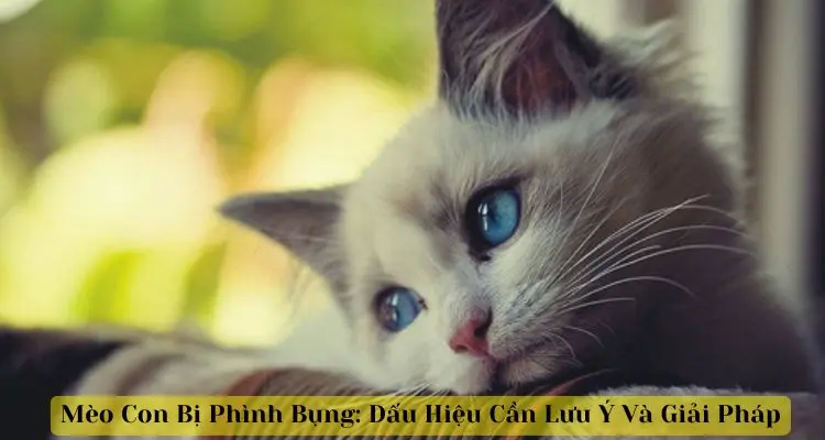 Mèo Con Bị Phình Bụng: Dấu Hiệu Cần Lưu Ý Và Giải Pháp