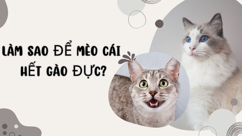 Làm Sao Để Mèo Cái Hết Gào Đực? Giải Pháp Hiệu Quả Và An Toàn Cho Người Nuôi