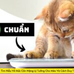 Cân Nặng Của Mèo